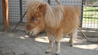 動物好きにはたまらない