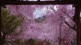 枝垂れが咲き乱れる