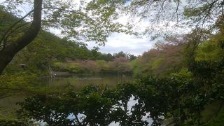 桜が楽しめます