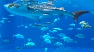 ジンベイザメ!!