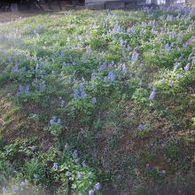 エゾエンゴサクの群落の一例