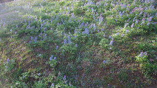 春を感じるエゾエンゴサクとカタクリの群落
