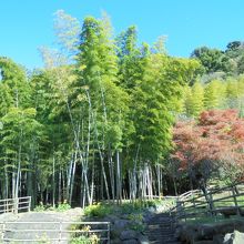 葉が青々とした江南竹林