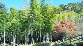 真冬でも青々と（仙巌園江南竹林）