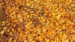 祭りの日より平日朝に☆