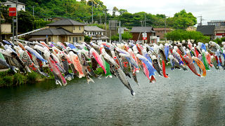 300もの鯉が泳ぐ空の下を屋形船で渡る情緒豊かな風景