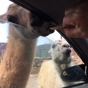 間近で動物と触れ合えます