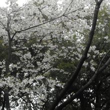 桜咲いてた