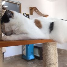 にゃんこがこの格好で寝ていました