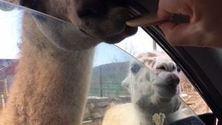 間近で動物と触れ合えます