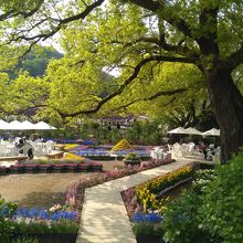 藤以外にもたくさんの花が