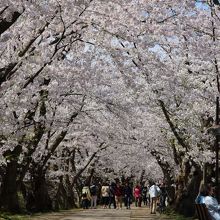 西濠沿いの桜のトンネル