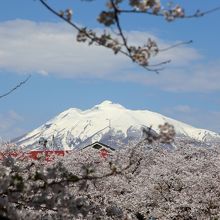 桜のトンネルから見た岩木山