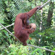 オランウータンに会えました