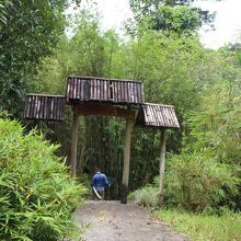 オランウータンだけでなく自然がいっぱい