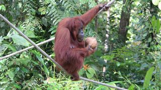 オランウータンに会いに行きました