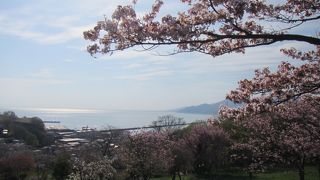 風光明媚な小樽の桜の名所