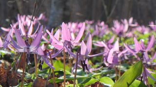 4月下旬から5月初めにカタクリ