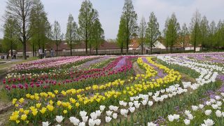 綺麗な花とお洒落な街並み