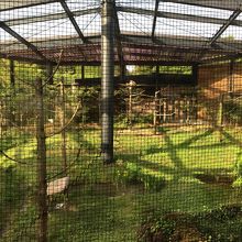 トキが飼育されている