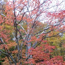 高原の森も紅葉が進んで来ました。