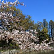 桜の咲く頃