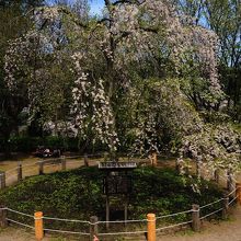 お昼はこんな感じです