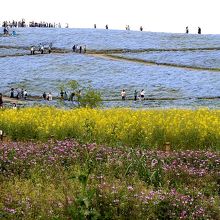 ネモフィラと菜の花とレンゲの競演