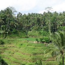 ヤシの木が一緒に入る棚田の風景