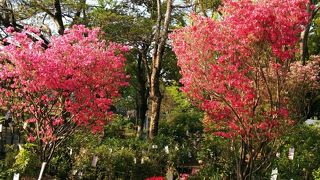 ～★☆植木市が開催されていました☆★～