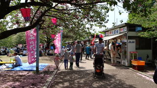 八重桜とツツジがきれい