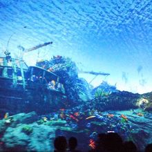 海の中にいるようです