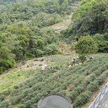 猫空駅前のお茶畑