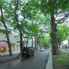 大国魂神社へと続く並木道