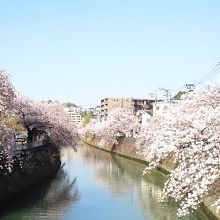 美しいサクラの花