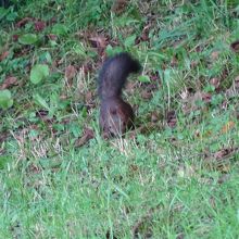 園内にはエゾリスの姿も