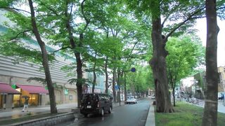 けやきのトンネルが続く道（馬場大門のけやき並木）