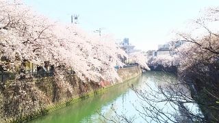 サクラが美しい大岡川