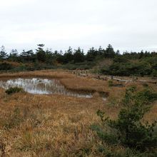 池塘の廻りには木道が整備されています。