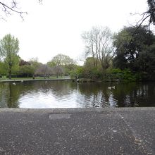池もあり、沢山の水鳥がいました