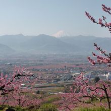 桃の花と富士山
