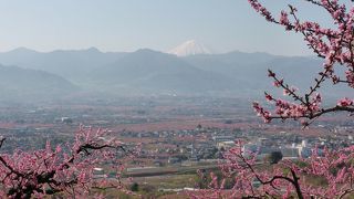 富士山と桃の花と競演