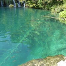 石灰華が付いた倒木