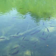 バティノバツ湖の倒木に群がる魚