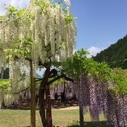 念願の藤の花観賞