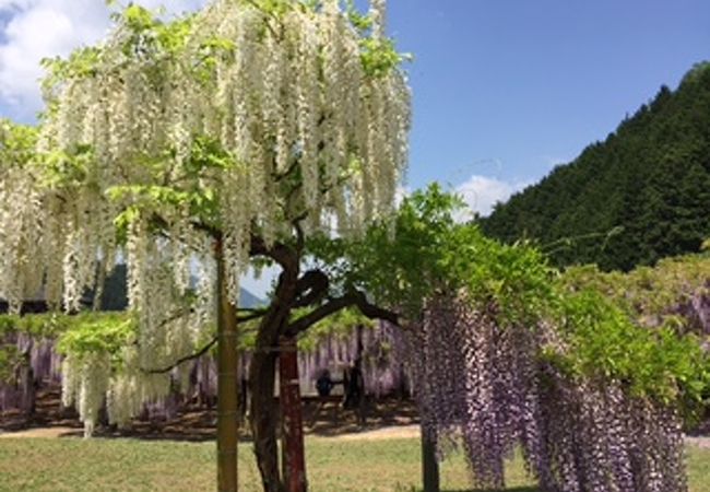 白井大町藤公園 クチコミ アクセス 営業時間 和田山 フォートラベル