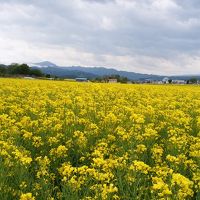 近隣の菜の花畑