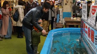 なかなか楽しいイカ釣りです