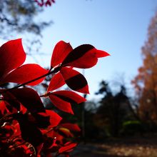 紅葉したドウダンツツジ