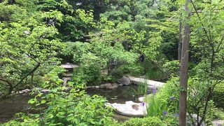 5月中旬から花しょうぶと蓮が見れました